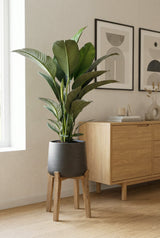 Spathiphyllum Sensation Ø:24 H:120 cm