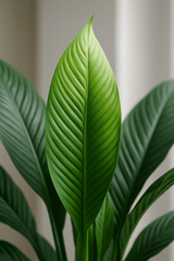 Spathiphyllum Sensation Ø:24 H:120 cm