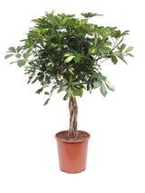 Strahlenaralie (Schefflera arboricola 'Gold Capella') im Kulturtopf Ø 19 cm, ca. 75 cm hoch – freigestellt