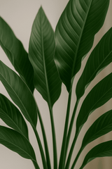 Strelitzia Reginae Ø:24 H:80 cm