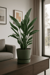 Strelitzia Reginae Ø:24 H:80 cm