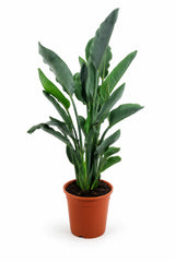 Strelitzia Reginae