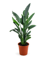 Paradiesvogelblume (Strelitzia reginae) im Kulturtopf Ø 26 cm, ca. 80 cm hoch – freigestellt