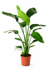 Strelitzia nicolai