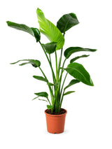 Baumstrelitzie (Strelitzia nicolai) im Kulturtopf Ø 21 cm, ca. 90 cm hoch – freigestellt