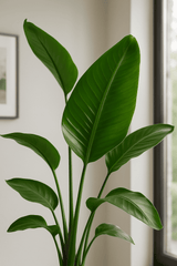 Strelitzia nicolai Ø:17 H:60 cm