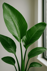 Strelitzia nicolai Ø:27 H:140 cm