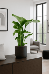 Strelitzia nicolai Ø:21 H:90 cm