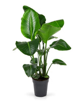 Baumstrelitzie (Strelitzia nicolai) im Kulturtopf Ø 24 cm, ca. 100 cm hoch – freigestellt