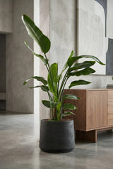 Strelitzia nicolai Ø:27 H:140 cm