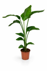 Strelitzia nicolai