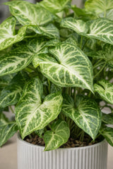 Pfeilblatt - Syngonium Arrow Ø:12 H:25 cm Finestgreen