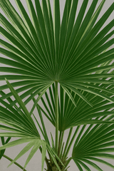 Trachycarpus fortunei Ø:24 H:100 cm