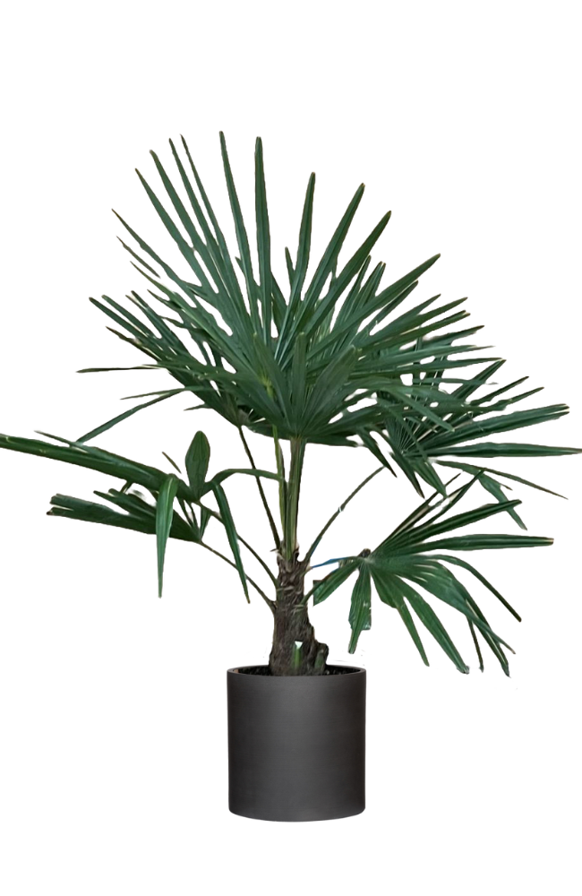 Trachycarpus fortunei Ø24 H100 cm Pflanzen online kaufen Finestgreen