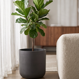 Übertopf Charlie Schwarz aus Ton Pflanzkübel in Beton-Optik bepflanzt mit Ficus Lyrata || Abgebildete Größe: XL
