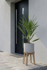 Chamaerops Humilis dwarf palm plant, 50cm tall, featuring lush green fronds in a natural setting.