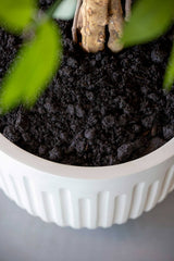 Arcus Ionic - Seidenweiß