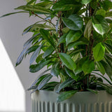 Turris Ionic - Salbeigrün