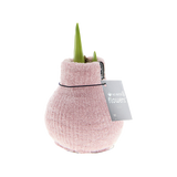 Amaryllis Zwiebel Cozy Pink