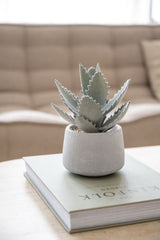 Echeveria künstlich im Zementtopf (Pflanze inkl. Topf) Finestgreen
