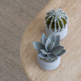 Cactus künstlich im Zementtopf (Pflanze inkl. Topf) Finestgreen