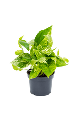 Scindapsus Marble Queen Ø:12 H:20 cm Finestgreen