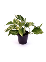 Efeutute 'Marble Queen' (Epipremnum aureum 'Marble Queen') im Kulturtopf Ø 12 cm, ca. 25 cm hoch – freigestellt