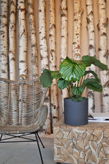 Mini Max Volcano Anthrazit