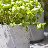 Novi Grey Washed Finestgreen