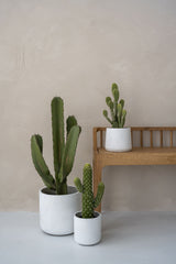 Charlie White Washed