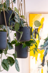 Hanging Charlie Schwarz Finestgreen