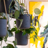 Hanging Charlie Schwarz planter by Pottery Pots, featuring a sleek design and vibrant black finish. || Offenporige Oberfläche