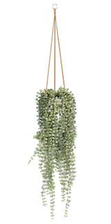 Senecio Erbsenpflanze Künstlich