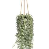 Senecio Erbsenpflanze Künstlich