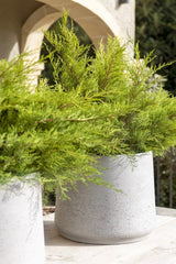 Patt Grey Washed Finestgreen