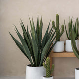 Patt White Washed Finestgreen