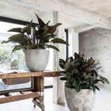 Jesslyn Oyster Imperial Weiß