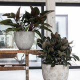 Jesslyn Oyster Imperial Weiß