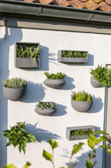 Hanging Wally Peter Grau