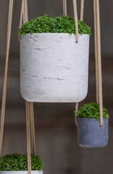 Hanging Charlie Grau Finestgreen