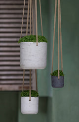 Hanging Charlie Grau Finestgreen