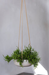 Hanging Eileen Grau Finestgreen