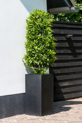 Bouvy Fiberstone Schwarz