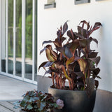 Dorant Fiberstone Schwarz Finestgreen