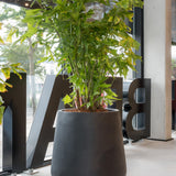 Pax Fiberstone Schwarz Finestgreen