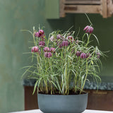 Eav Volcano Anthrazit