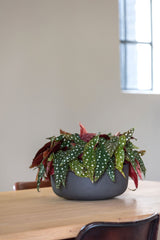 Eav Volcano Anthrazit