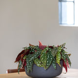 Eav Volcano Anthrazit