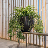 Orb Black Washed Finestgreen
