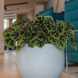 Orb Grey Washed Finestgreen || Abgebildete Größe: L